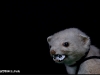 Infamous 'polecat-to-the-stars', Mackenzie