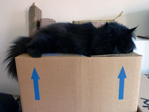 'It's been a hard days packing, and I've been working like a cat'. Willow, yesterday.