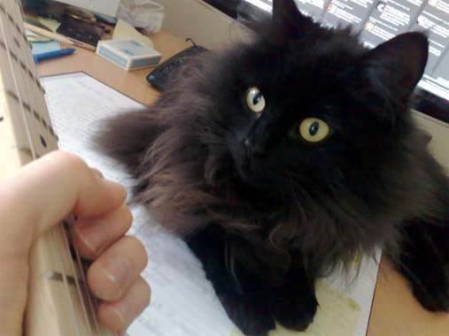 Trying out new Audio Justice songs on Willow. No clawing = likely hit